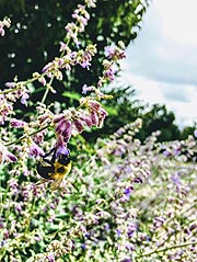 Erlebnishof Spargelhof Koppold - Schönauerhof bietet Blüh-Patenschaften - werden sie aktiv für den Bienenschut (©Foto: Jenna Hamra , pexels.com)